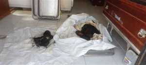 مصدر طبي: ارتفاع ضحايا المحرقة الحوثية بمدينة مأرب إلى 21 شهيدًا بينهم طفلان