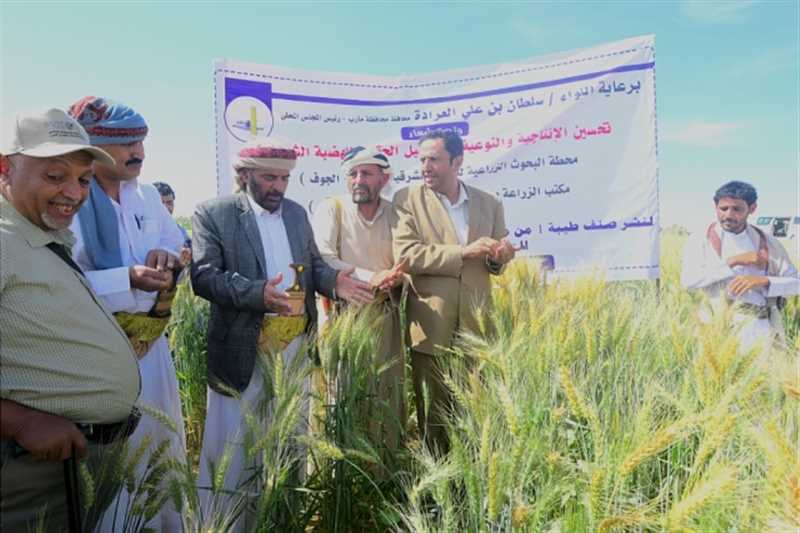 أطلقت عليه اسم "طيبة 1".. محطة البحوث الزراعية بمارب تنشر صنفًا جديدًا من بذور القمح