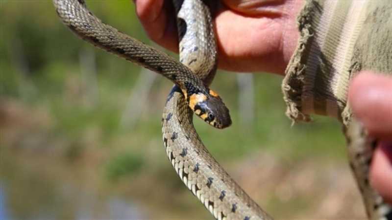 منظمة دولية ترصد أكثر من 400 إصابة بلدغات ثعابين في اليمن خلال 8 أشهر